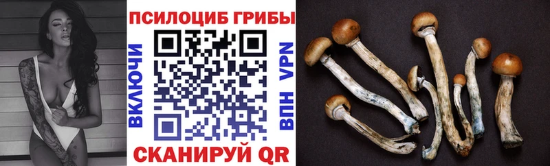 Галлюциногенные грибы Psilocybine cubensis Алагир